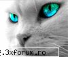 toate programele problema serveru mu...knd vreau fac site imi apare        
